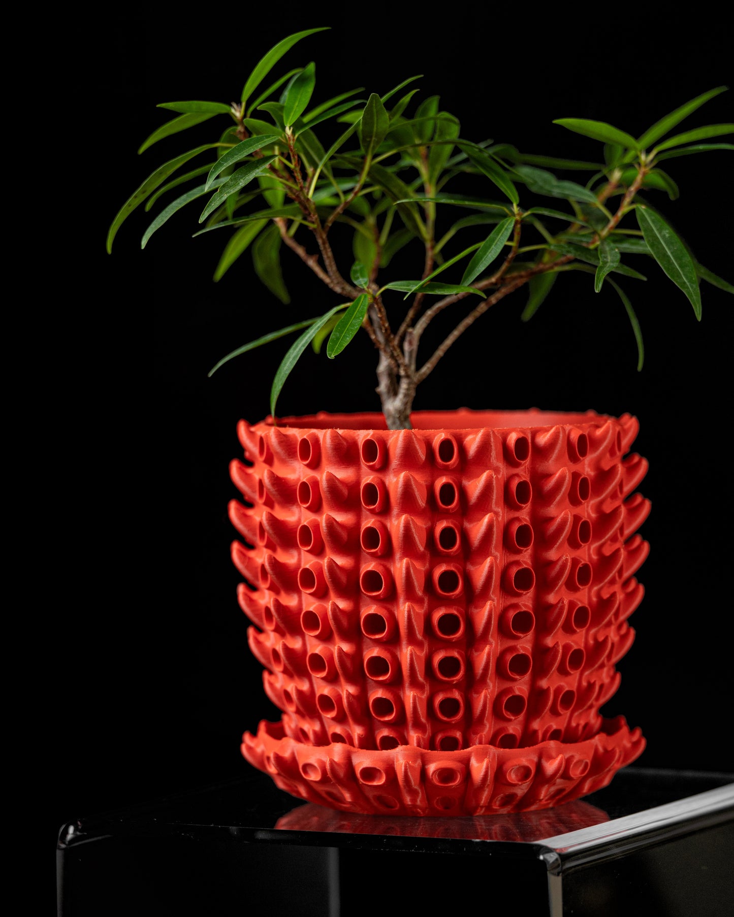 Barnacle Planter Pot