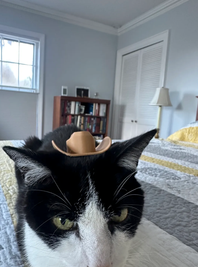 Cowboy Texas Hat Helmet For Cat [3D Printed] Black